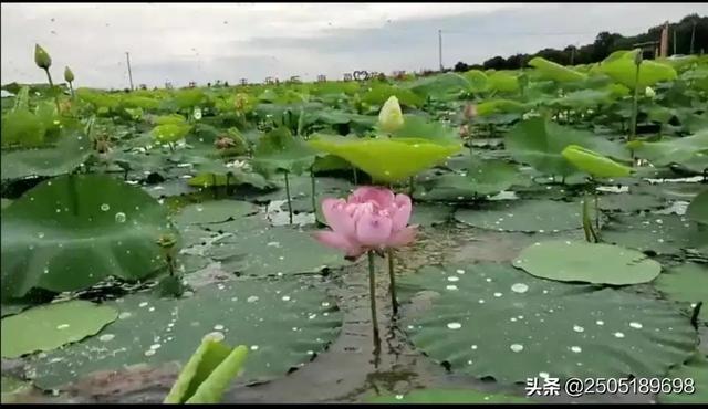 今日特码科普！二四六天天彩香港资料大全,百科词条爱好_2024最快更新